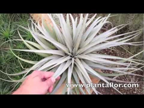 how to care for xerographica