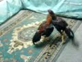 ringe çektiğim bir döwüş açıklara dikkar