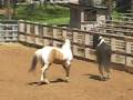 videos de Indie and Z at liberty