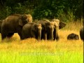 Asian elephants are extremely sociable, Jim ...