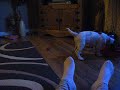 Lucy my wee puppy - Springer Spaniel