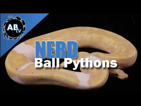 YouTube reptile video