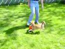 Shiba Inu playing with basketball