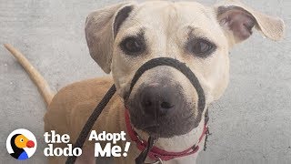 Dog Who Grew Up On A Chain Is Still A Puppy Inside A Big Dog's Body | The Dodo Adopt Me! by The Dodo