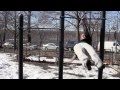 So Sick With It - 2 FInger Muscle Up, One Arm Front Lever, Human Flag