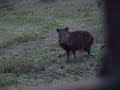 smart javalina