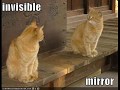 Invisible LOLCatz!