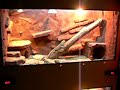 Bearded Dragon behaviour 3