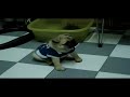 八哥_肥B學坐搞笑版