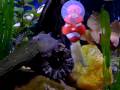 videos de yoyo loaches & gourami