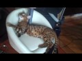 Bengal cats hoover fun