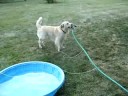 Zoey and the hose