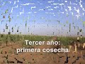 Acosta Aspersion - olivar superintensivo - cosechadora aceitunas