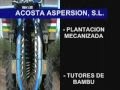 Acosta Aspersion - olivar superintensivo - cosechadora aceitunas