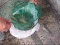 Prawn Loot