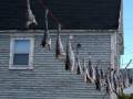 Pictures of Newfoundland- Avalon Peninsula St ...