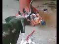 Gohan VS Mamut
