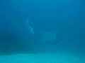 Biyadhoo Mantas Oct 07