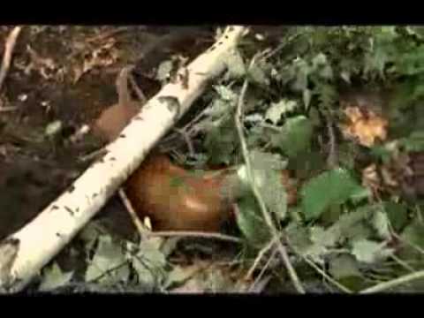 Dachshund