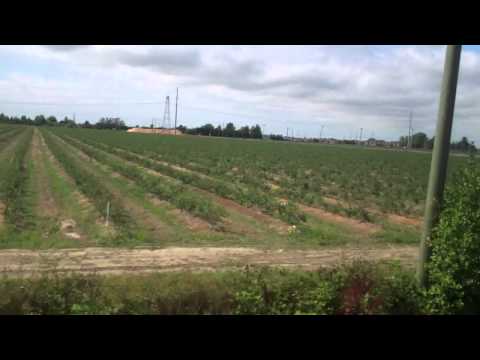 how to grow raspberries in bc