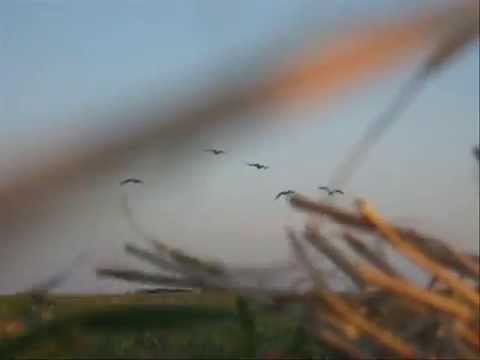 2007 Waterfowl Season in South ...