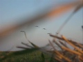 2007 Waterfowl Season in South Dakota....take one