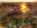 My Fish! Finding Nemo with No Stripes!!!