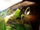 Dendrobates tinctorius \"Cayenne\"