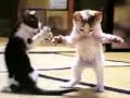 juste pour rire!! chat dance