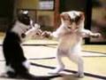 Juste Pour Rire!! Chat Dance
