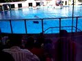 show leao marinho aquario grande 