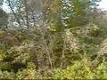 YouTube - Bigfoot in Bradford!