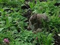 squirrel in the garden