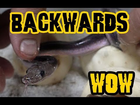 YouTube reptile video