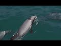 Click here to watch this video New Zealand dolphins