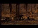 Wild Dogs back killing