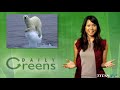 Daily Greens 77 - Carbon Crimes & Misdemeanors