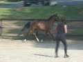 La Vega 2007 filly by Landkonig for sale