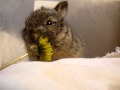 Baby bunny eats a tiny flower, washes its face