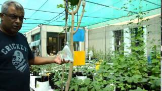 Hydroponics Farming understanding the Basics