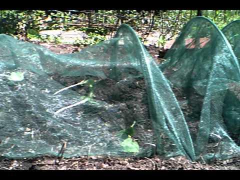 how to transplant pumpkins