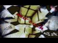 mozaik - part 1 HD