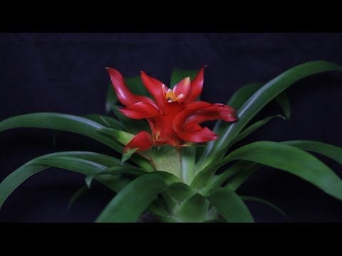 how to replant guzmania