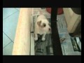 JERSEY GIOCA CON MAMMA ISOTTA