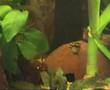 pelcvicachromis tanniatus kienke