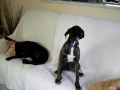 Tekila,Diana Spanky et Junior gros dodo