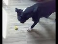 Bubu trottola
