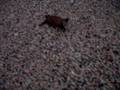 Hawksbill Hatchlings