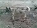 kangal k�pek felaket ALEV