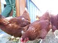 Les gallines de mi opa Les gallines de mi opa